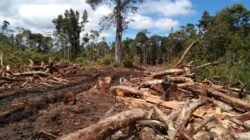 Ketua DPW NasDem Sumut Desak Menhut Buka Data Perusahaan Perusak Hutan