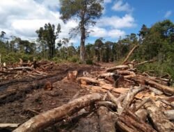 Ketua DPW NasDem Sumut Desak Menhut Buka Data Perusahaan Perusak Hutan